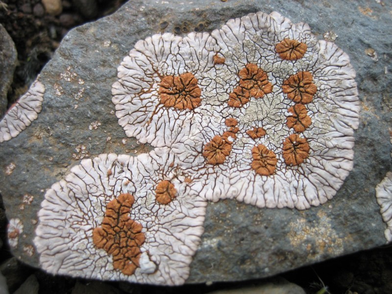 Foto de Skógar, Islandia