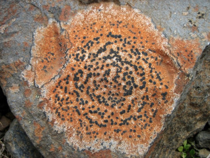 Foto de Skógar, Islandia