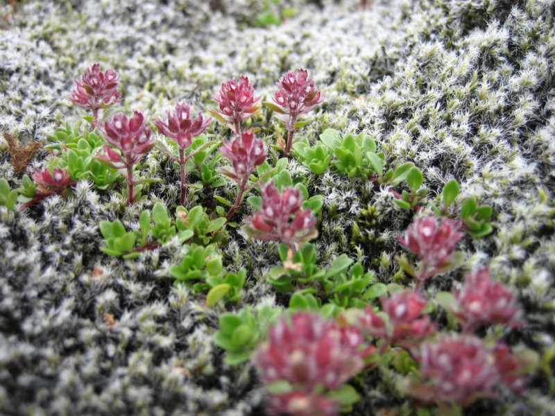 Foto de Skógar, Islandia