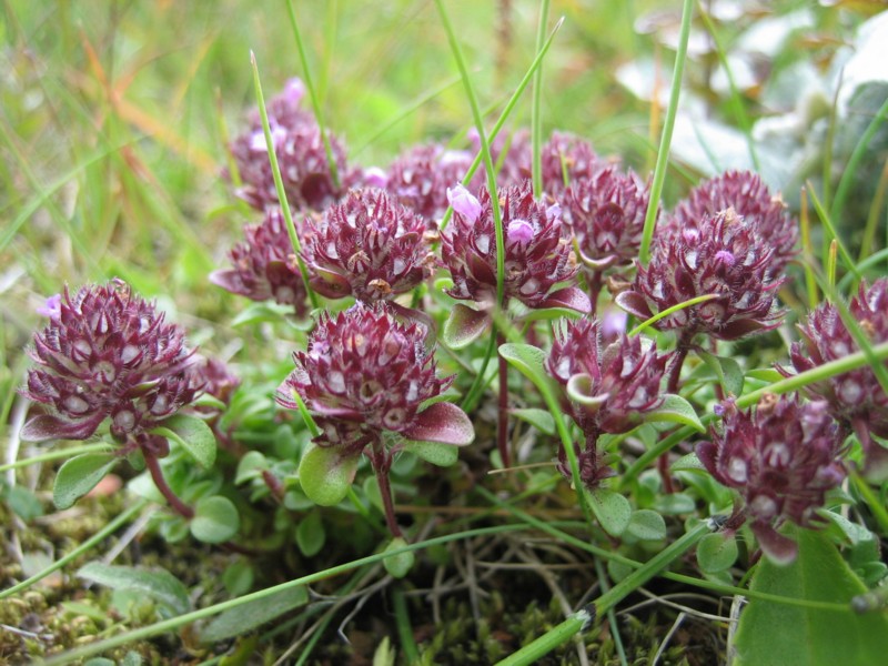 Foto de Skógar, Islandia