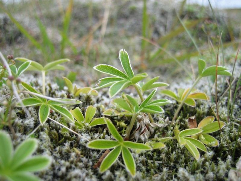 Foto de Skógar, Islandia