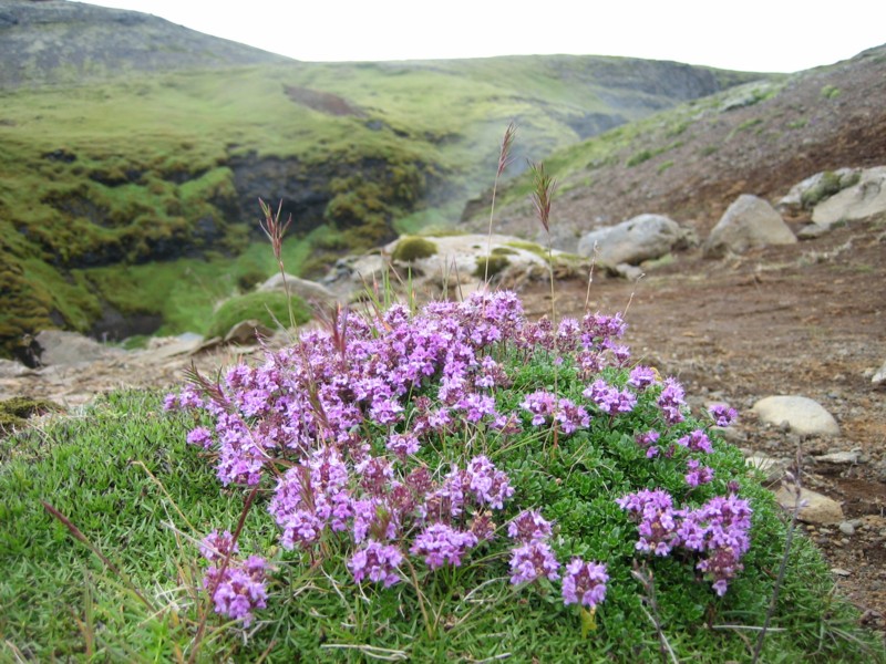 Foto de Skógar, Islandia