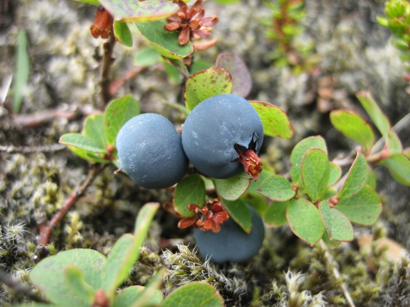 Foto de Thórsmörk, Islandia