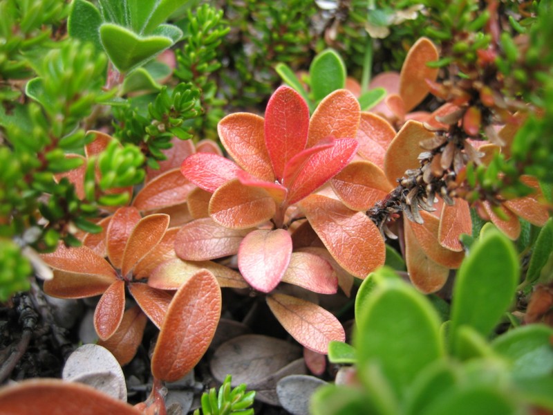 Foto de Thórsmörk, Islandia