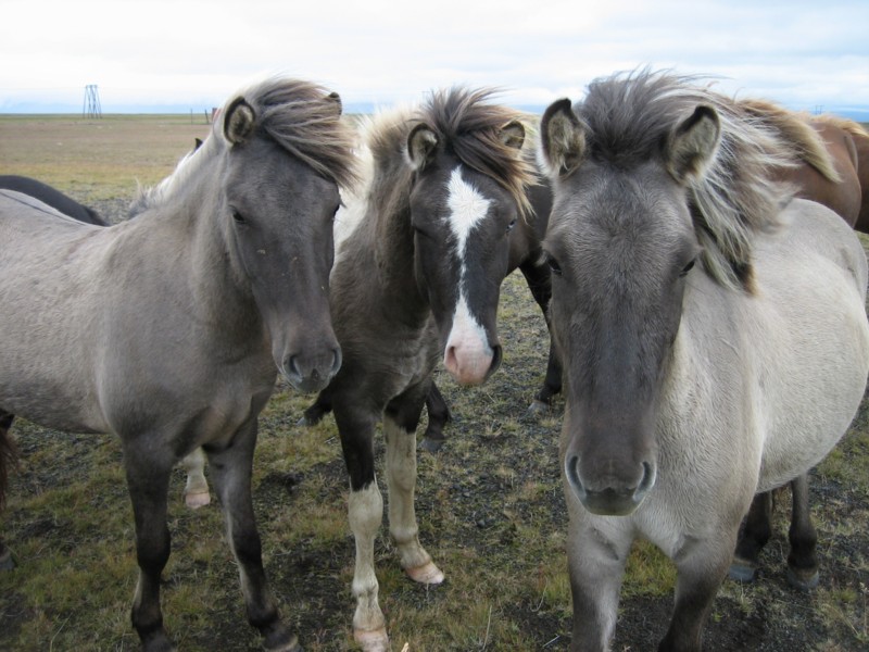 Foto de Islandia Este, Islandia