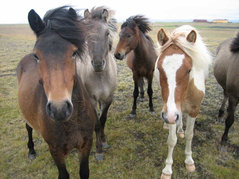 Foto de Islandia Este, Islandia