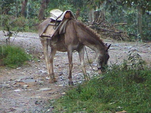 Foto de Pejibaye de Perez Zeledon - San Jose, Costa Rica