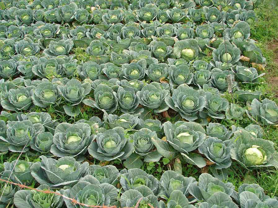 Foto de Zarceero, Costa Rica