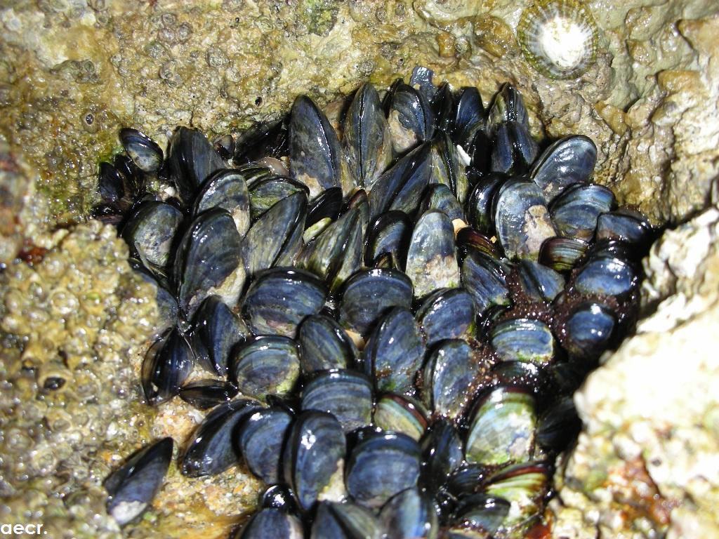 Foto de Liencres (Cantabria), España