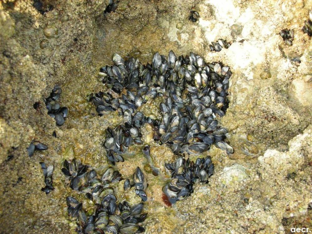 Foto de Liencres (Cantabria), España