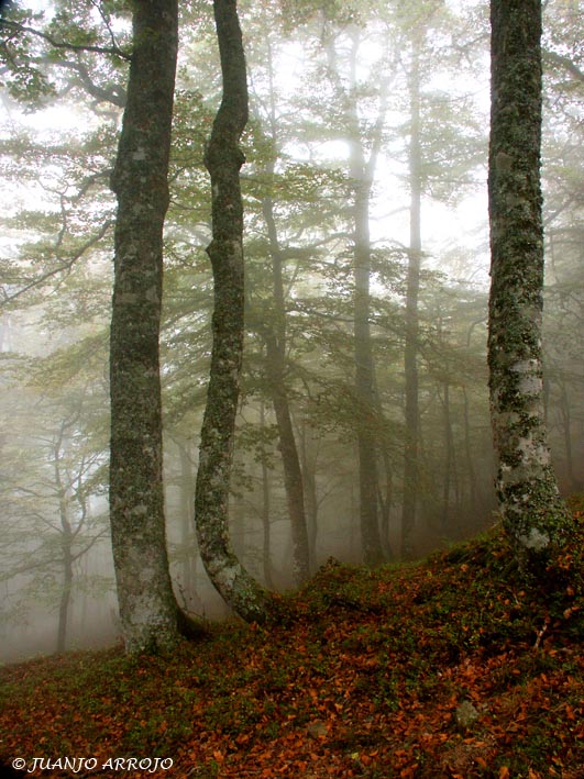 Foto de Cangas de Onís (Asturias), España
