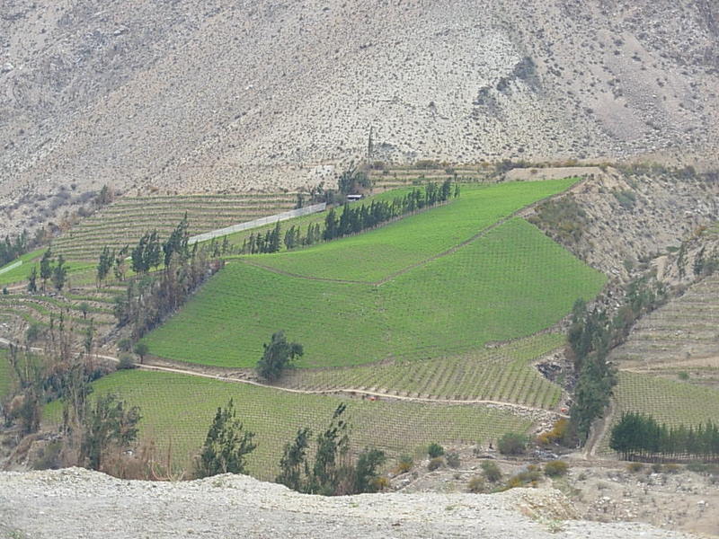 Foto de Monte Grande, Chile