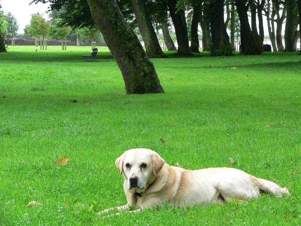 Foto de Athlone, Irlanda