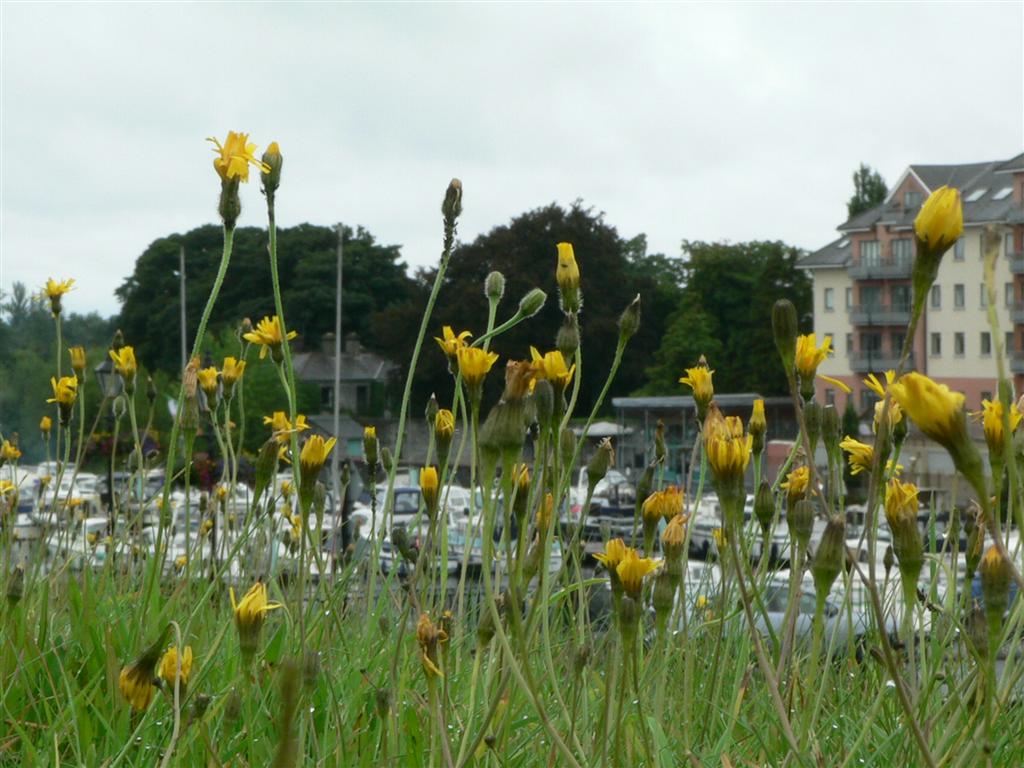 Foto de Athlone, Irlanda
