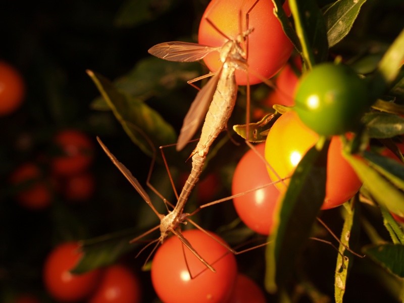 Foto de Lugo (Galicia), España
