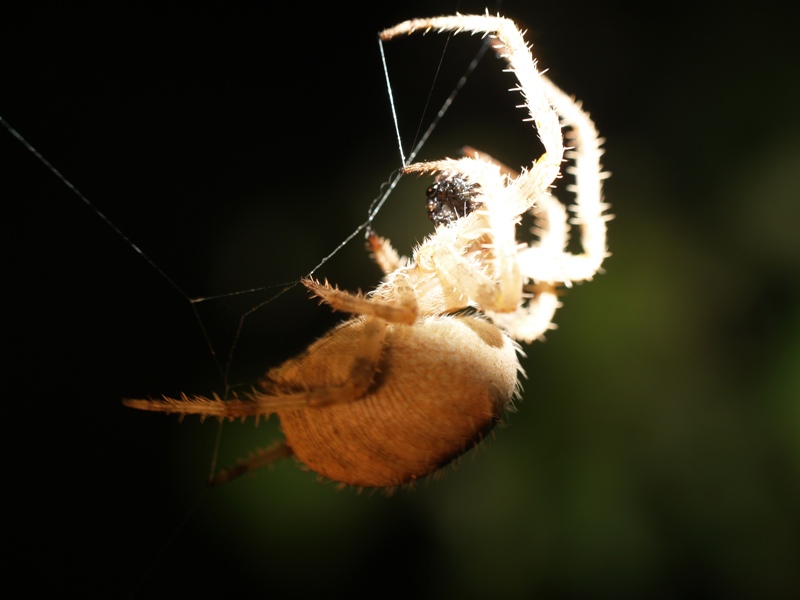 Foto de Lugo (Galicia), España