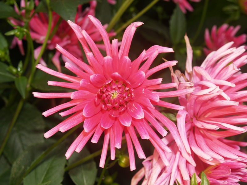 Foto de Lugo (Galicia), España