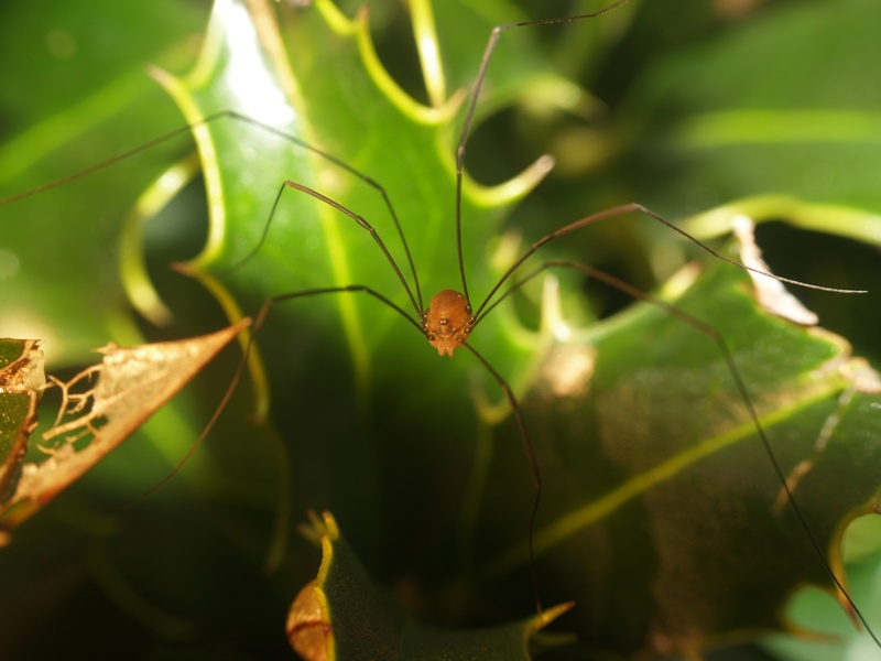 Foto de Lugo (Galicia), España
