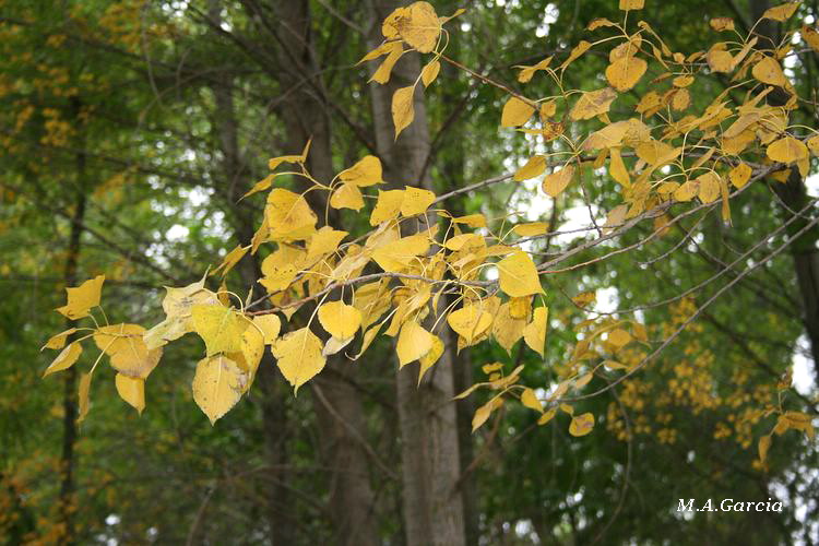 Foto de Ólvega (Soria), España