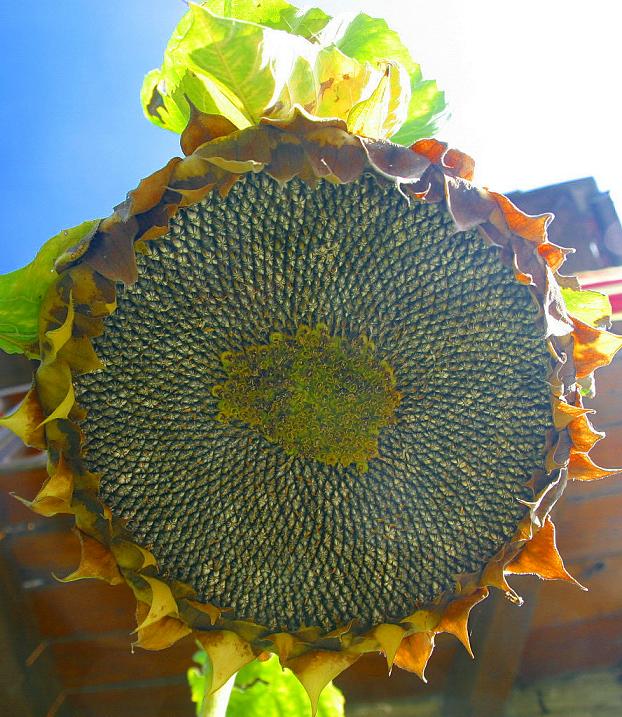 Foto de Rupit (Barcelona), España