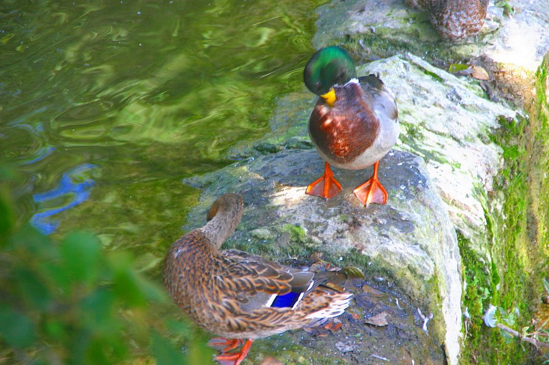Foto de Rupit (Barcelona), España