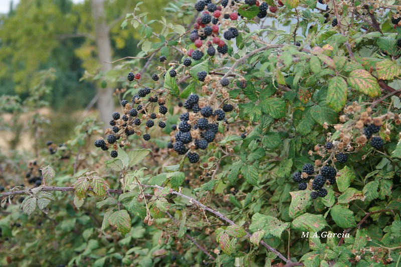 Foto de Ólvega (Soria), España