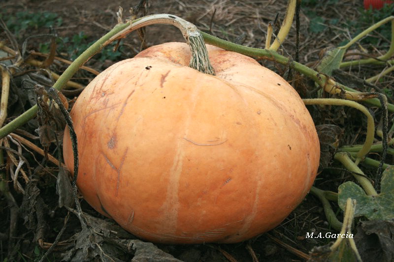 Foto de Ólvega (Soria), España