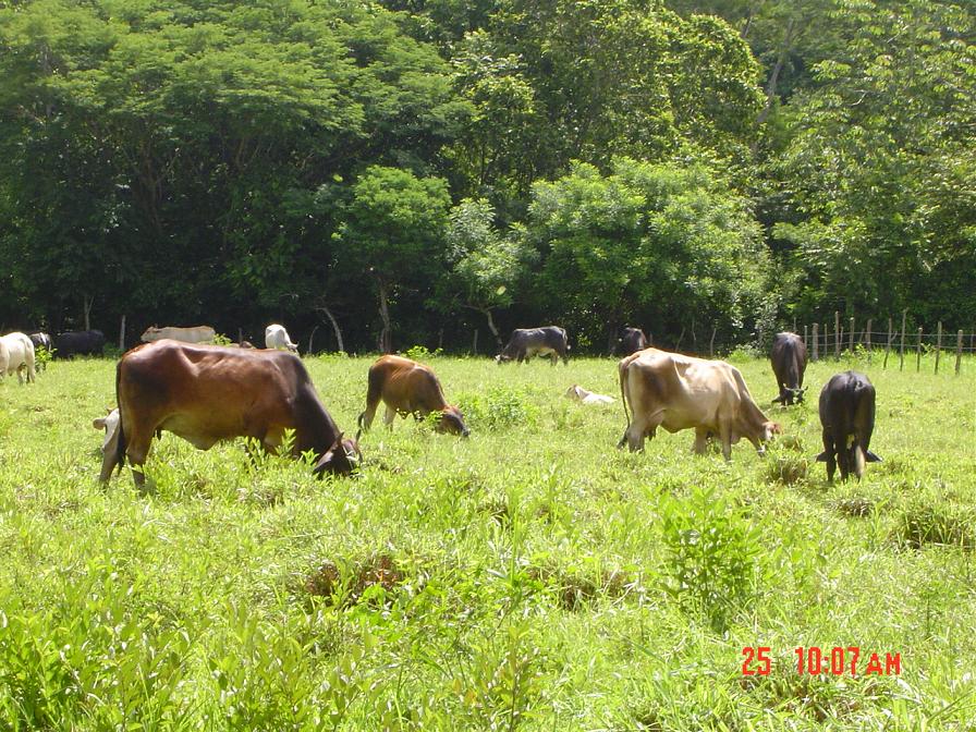 Foto de Paquera (Puntarenas), Costa Rica