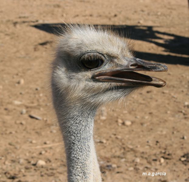 Foto de Arguedas (Navarra), España