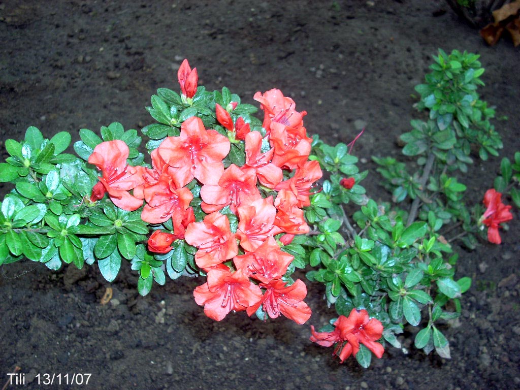 Foto de Oviedo (Asturias), España
