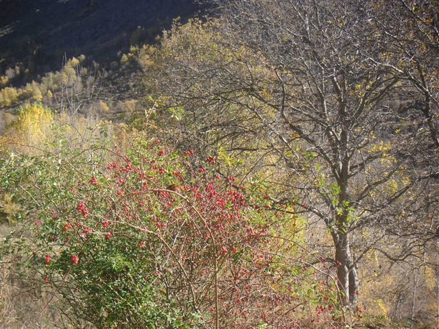 Foto de Aurós (Lleida), España