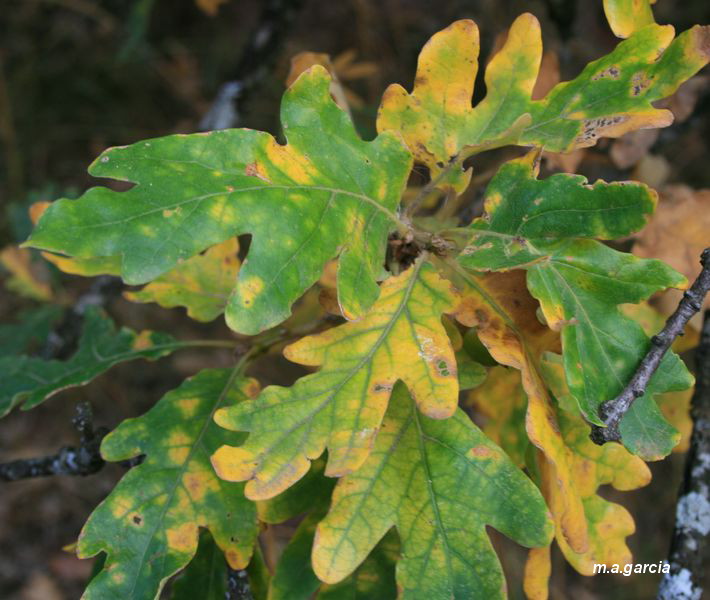 Foto de Ólvega (Soria), España
