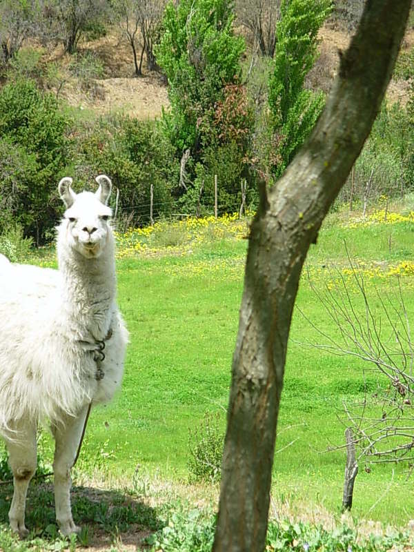 Foto de Colliguay, Chile