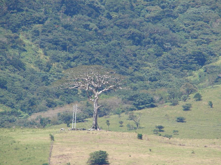 Foto de Rio Chiquito (Bagaces Guanacaste), Costa Rica