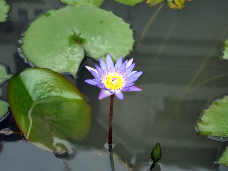 Foto de Bangkok, Tailandia