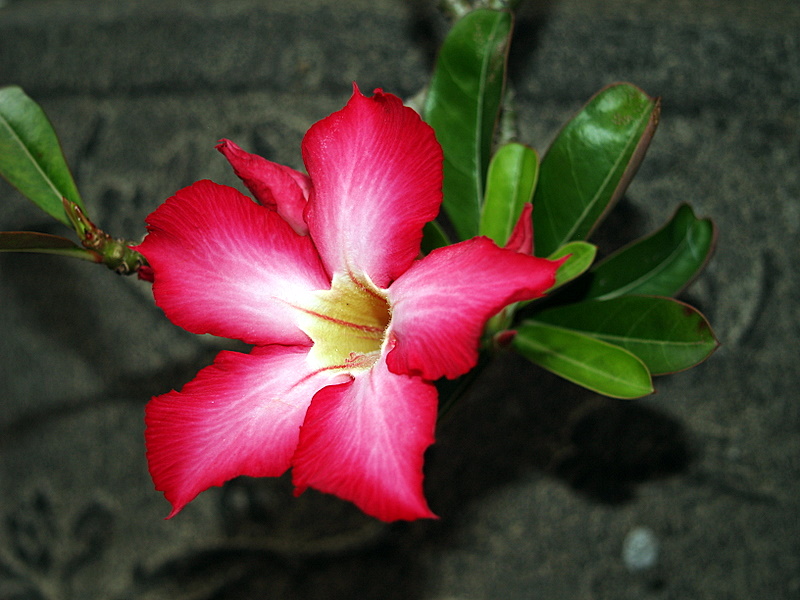 Foto de Bangkok, Tailandia
