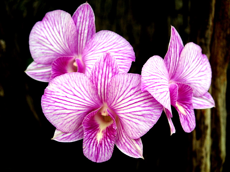 Foto de Bangkok, Tailandia