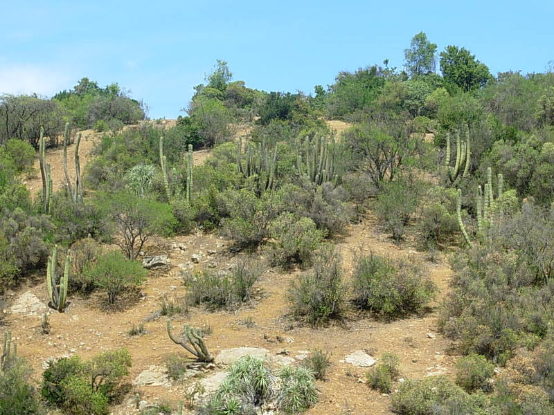 Foto de Colliguay, Chile