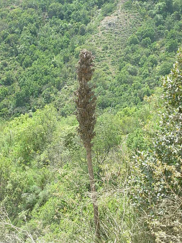 Foto de Colliguay, Chile