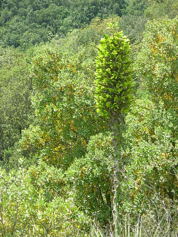 Foto de Colliguay, Chile