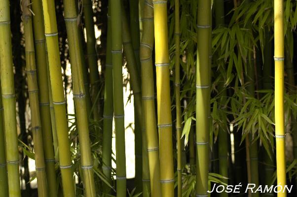 Foto de Jerez de la Frontera (Cádiz), España