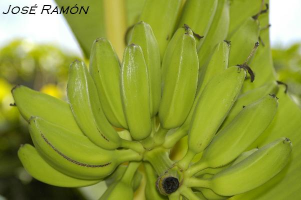 Foto de Jerez de la Frontera (Cádiz), España