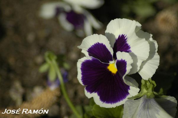 Foto de Jerez de la Frontera (Cádiz), España