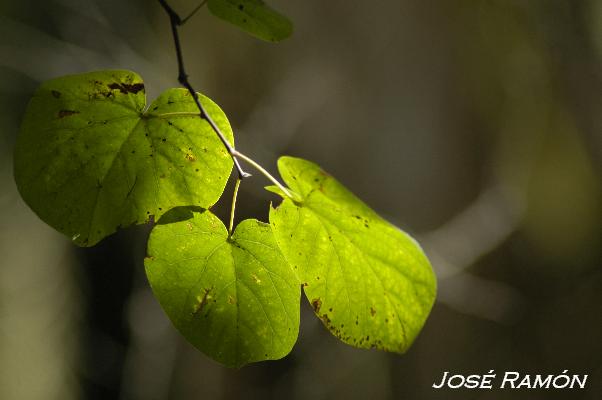 Foto de Jerez de la Frontera (Cádiz), España
