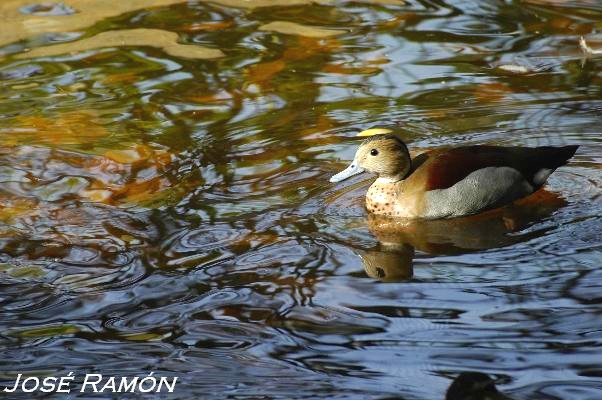 Foto de Jerez de la Frontera (Cádiz), España