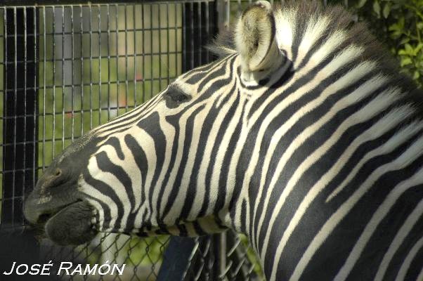 Foto de Jerez de la Frontera (Cádiz), España