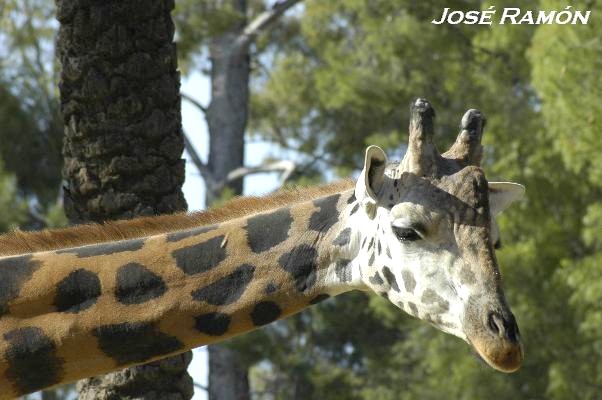 Foto de Jerez de la Frontera (Cádiz), España