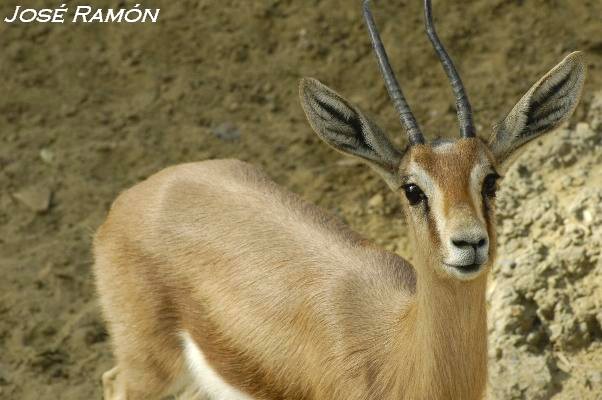 Foto de Jerez de la Frontera (Cádiz), España