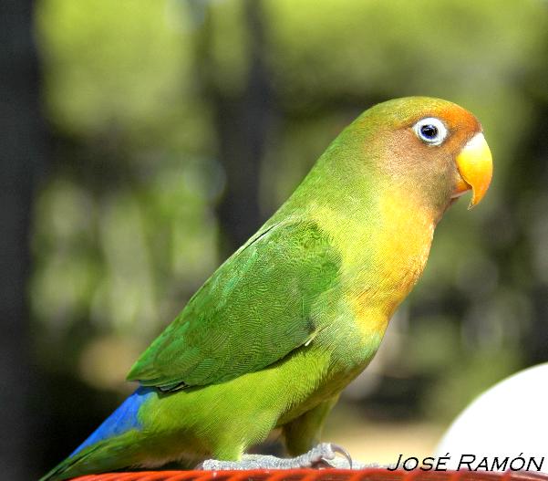 Foto de Jerez de la Frontera (Cádiz), España