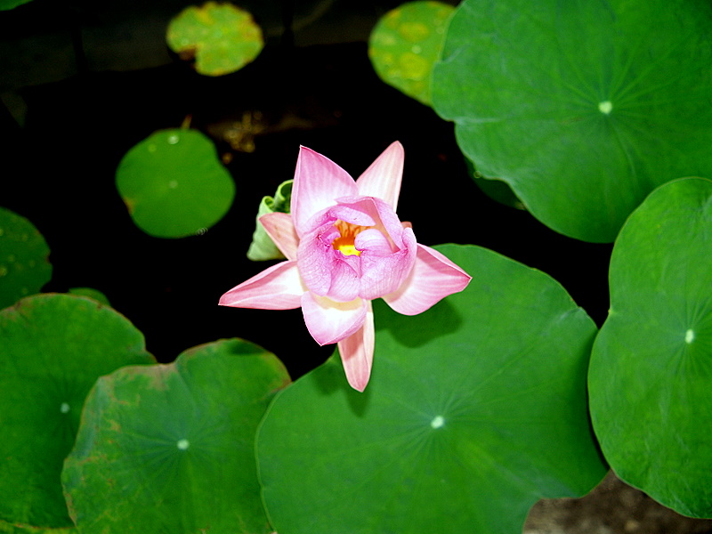 Foto de Bangkok, Tailandia